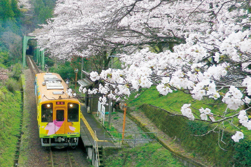 日当駅の桜