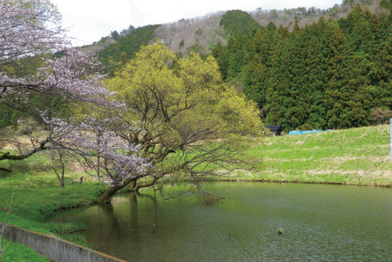 金原の蛇池